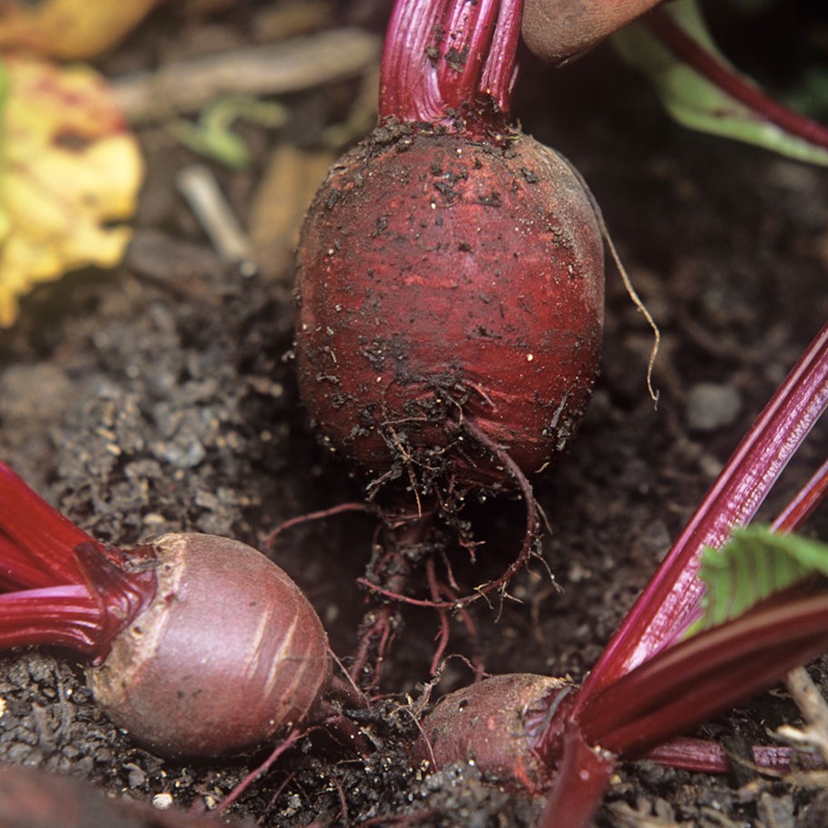 Vegetables